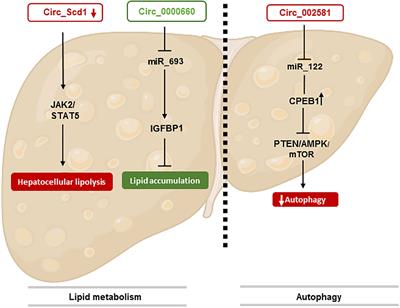 Discussing the role of circular RNA in the pathogenesis of non-alcoholic fatty liver disease and its complications